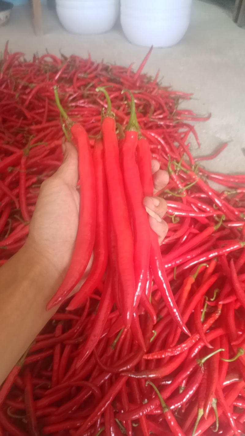 7号红线辣椒