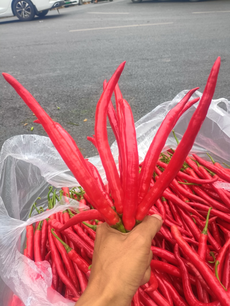 7号红线辣椒
