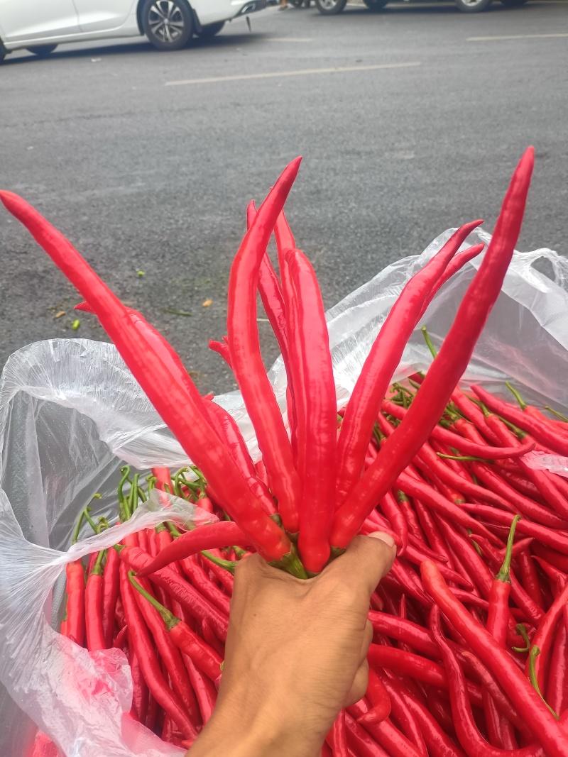7号红线辣椒