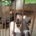 云南小香猪