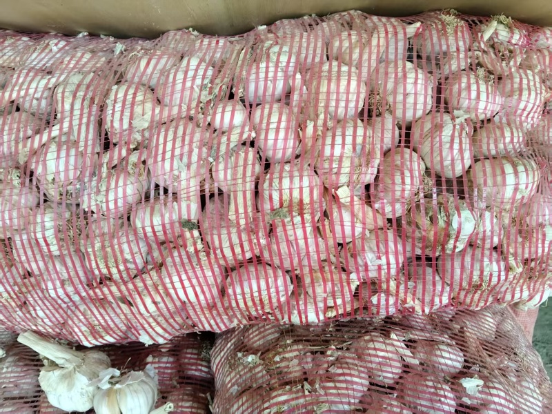 精品大蒜货源充足质量保证诚信经营对接全国欢迎咨询