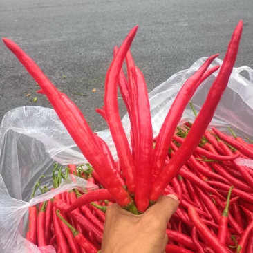 7号红线辣椒