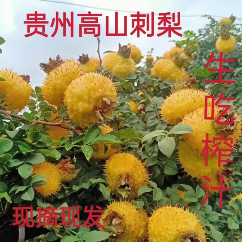贵州野生刺梨