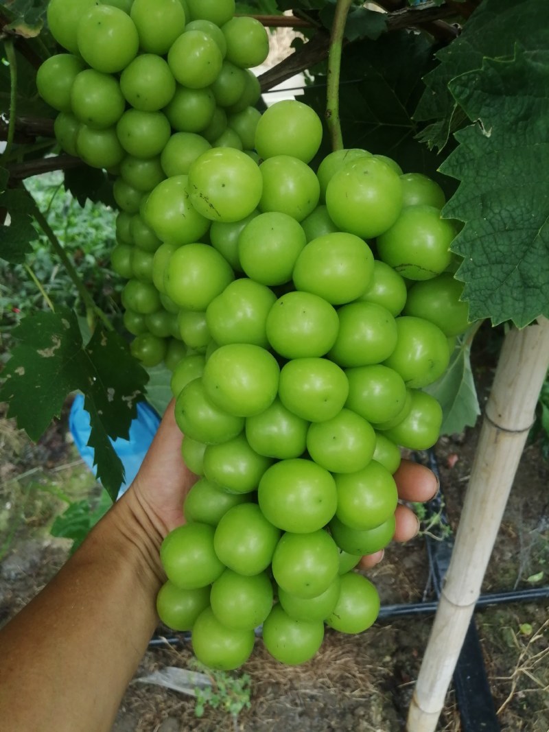 出售自己种植精品阳光玫瑰葡萄
