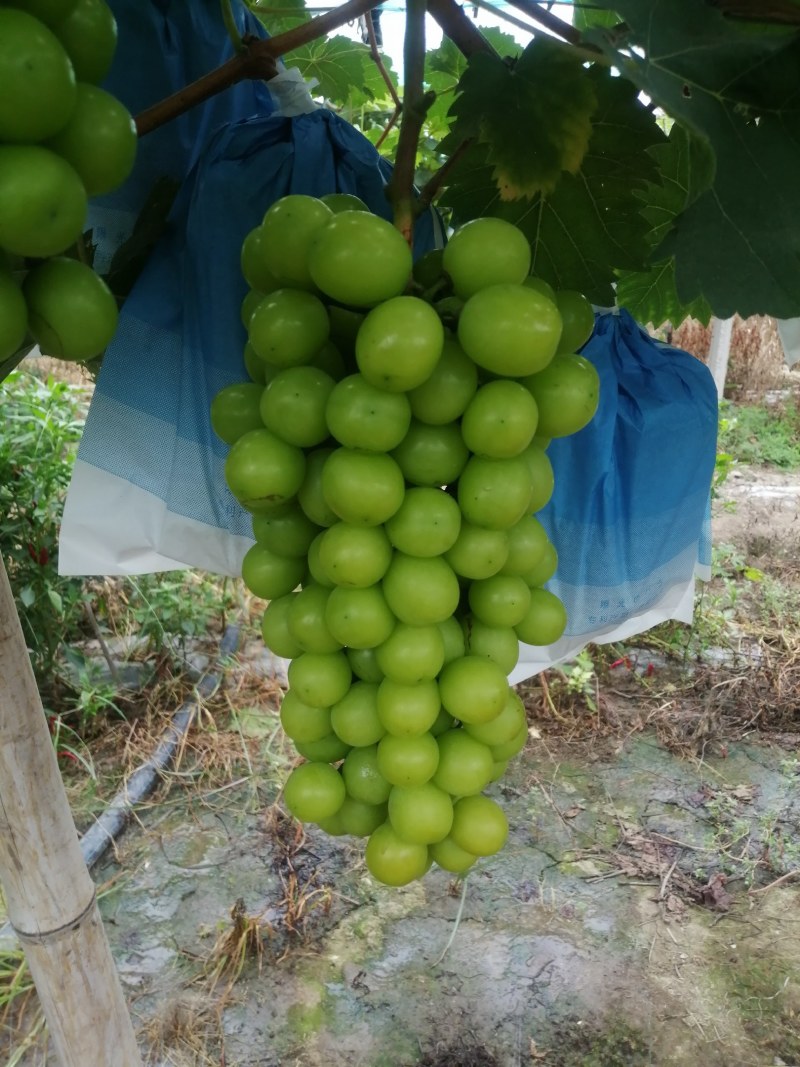 出售自己种植精品阳光玫瑰葡萄