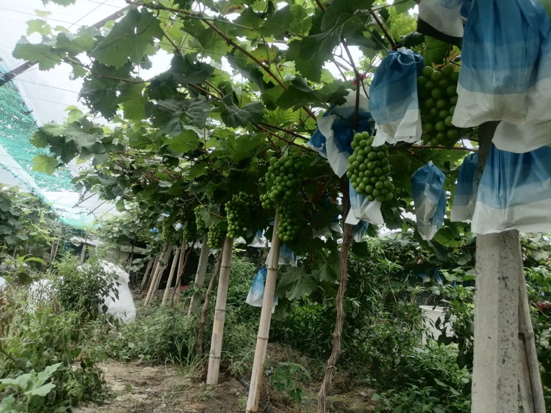 出售自己种植精品阳光玫瑰葡萄