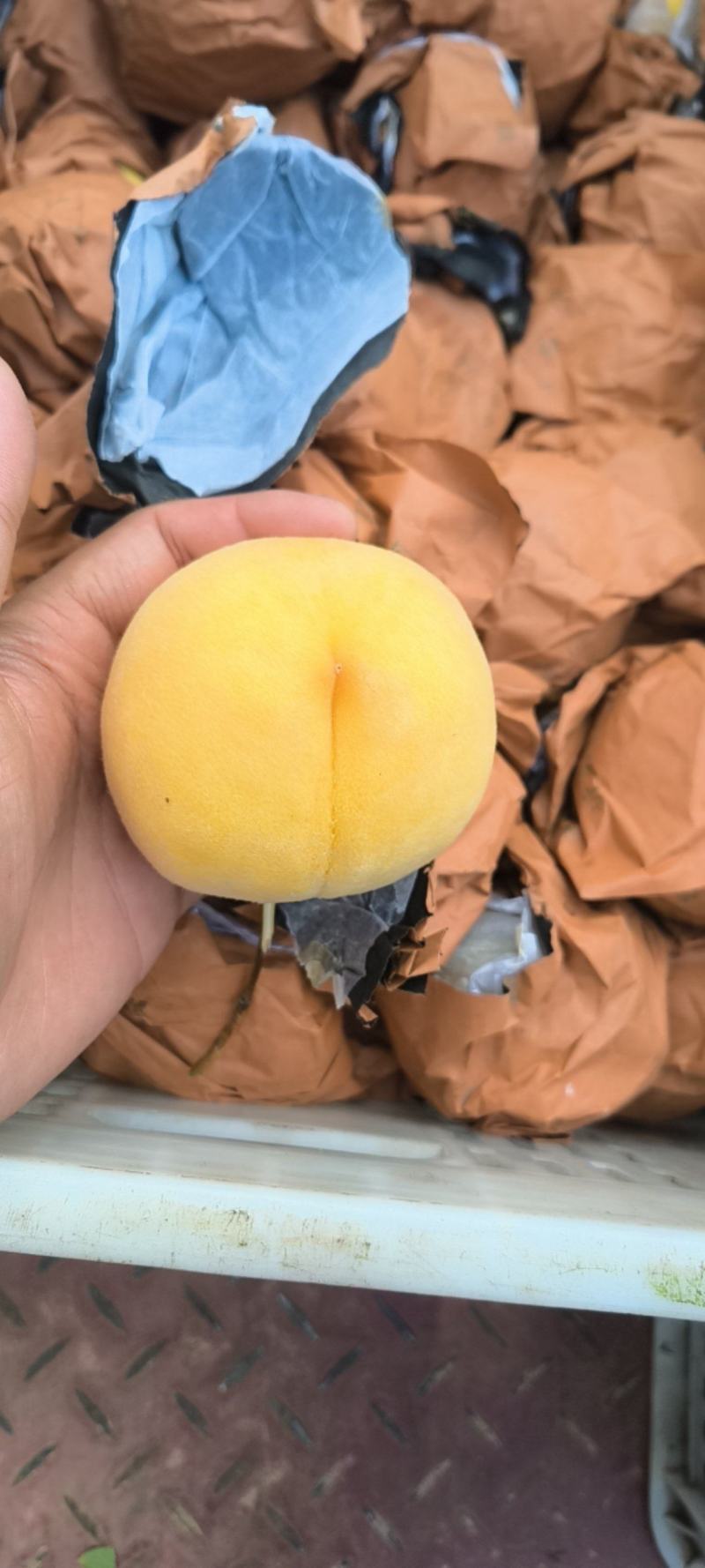 黄中黄黄桃