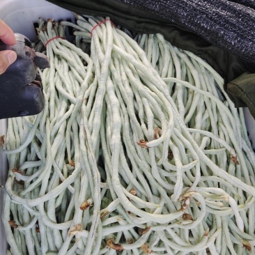 四川自贡本地白豇豆基地直销