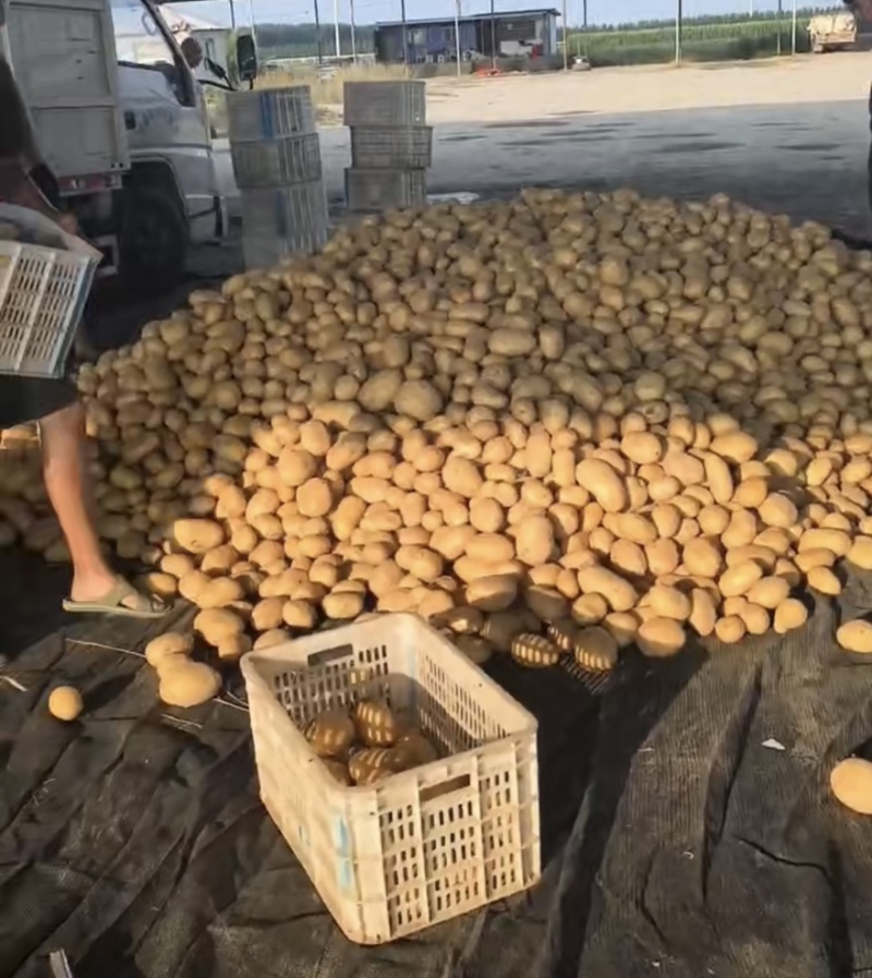 土豆各种品种（明年五月分开始售卖找长期合作伙伴非诚勿扰手
