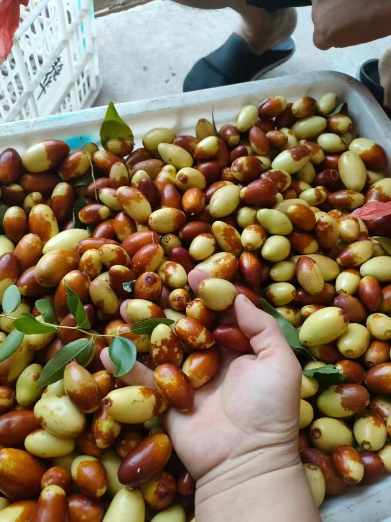 马牙枣，产地直供保质保量量大从优价格优惠欢迎看货