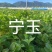 红颜草莓苗，品种多可以随时来联系我
