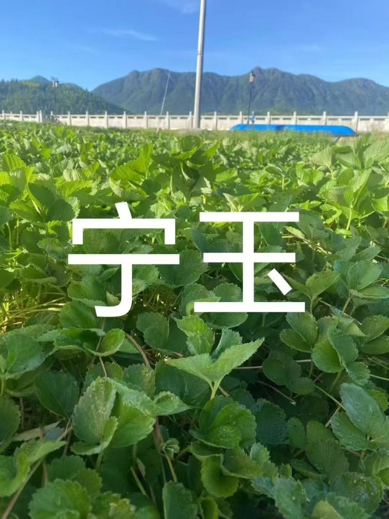 红颜草莓苗，品种多可以随时来联系我