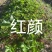 红颜草莓苗，品种多可以随时来联系我