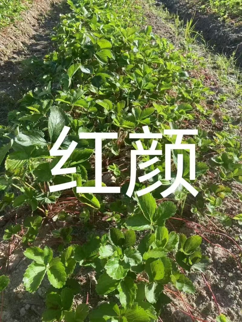 红颜草莓苗，品种多可以随时来联系我