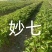 红颜草莓苗，品种多可以随时来联系我