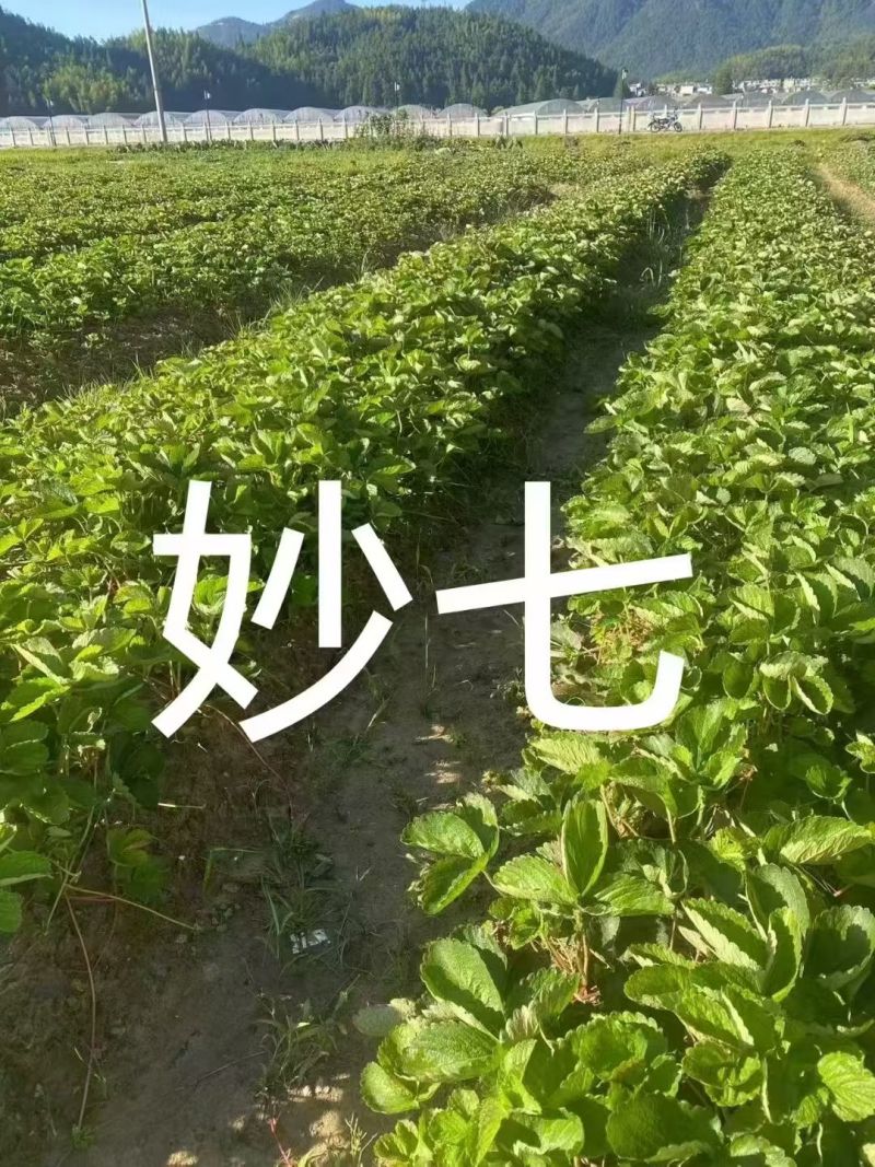 红颜草莓苗，品种多可以随时来联系我