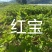 红颜草莓苗，品种多可以随时来联系我