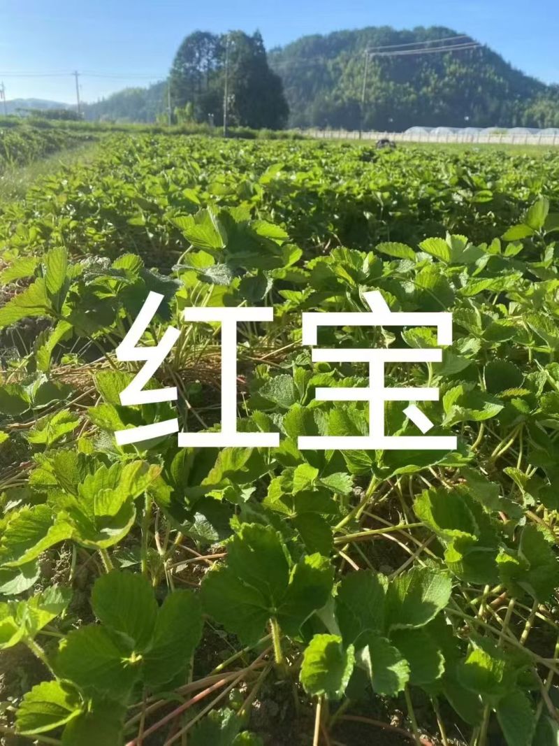 红颜草莓苗，品种多可以随时来联系我