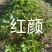 红颜草莓苗，品种多可以随时来联系我