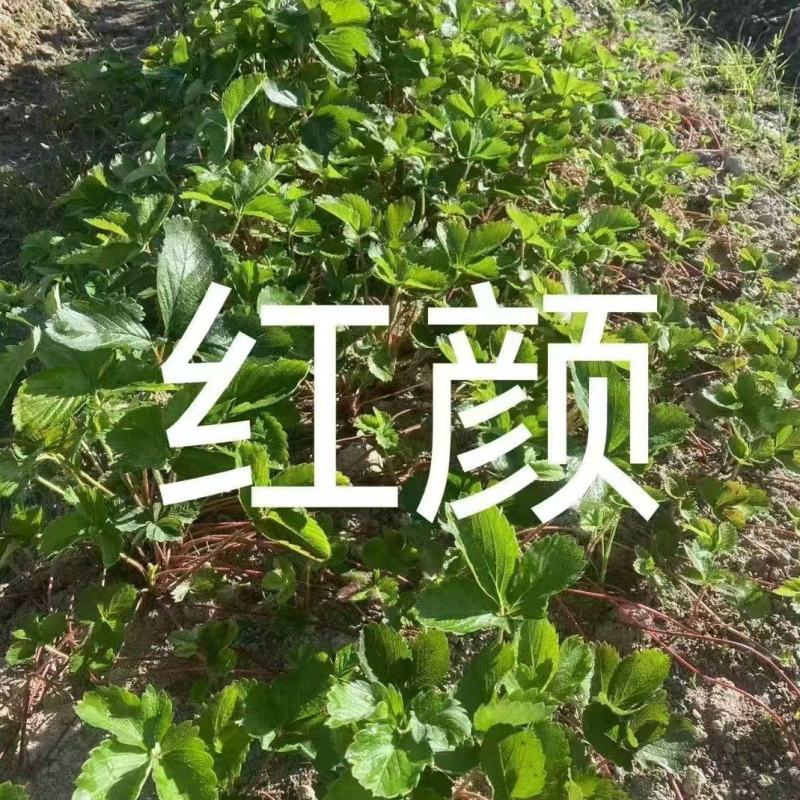 红颜草莓苗，品种多可以随时来联系我