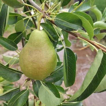 香蕉梨
