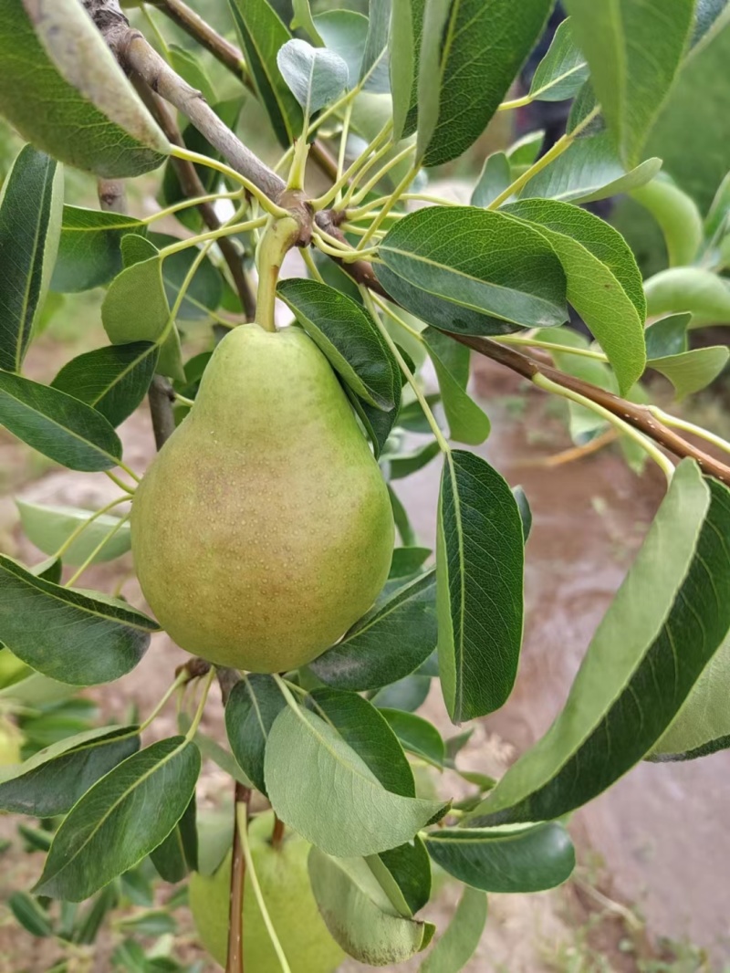 香蕉梨