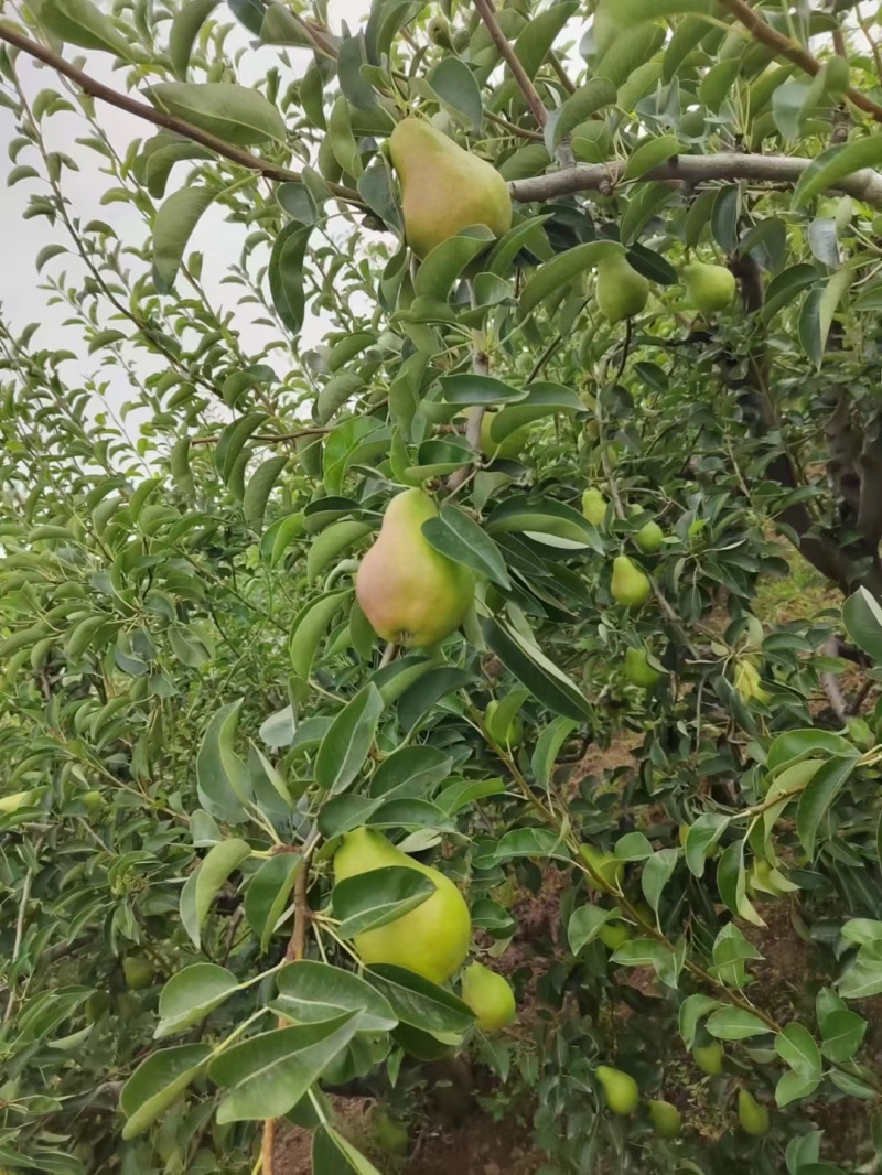 香蕉梨