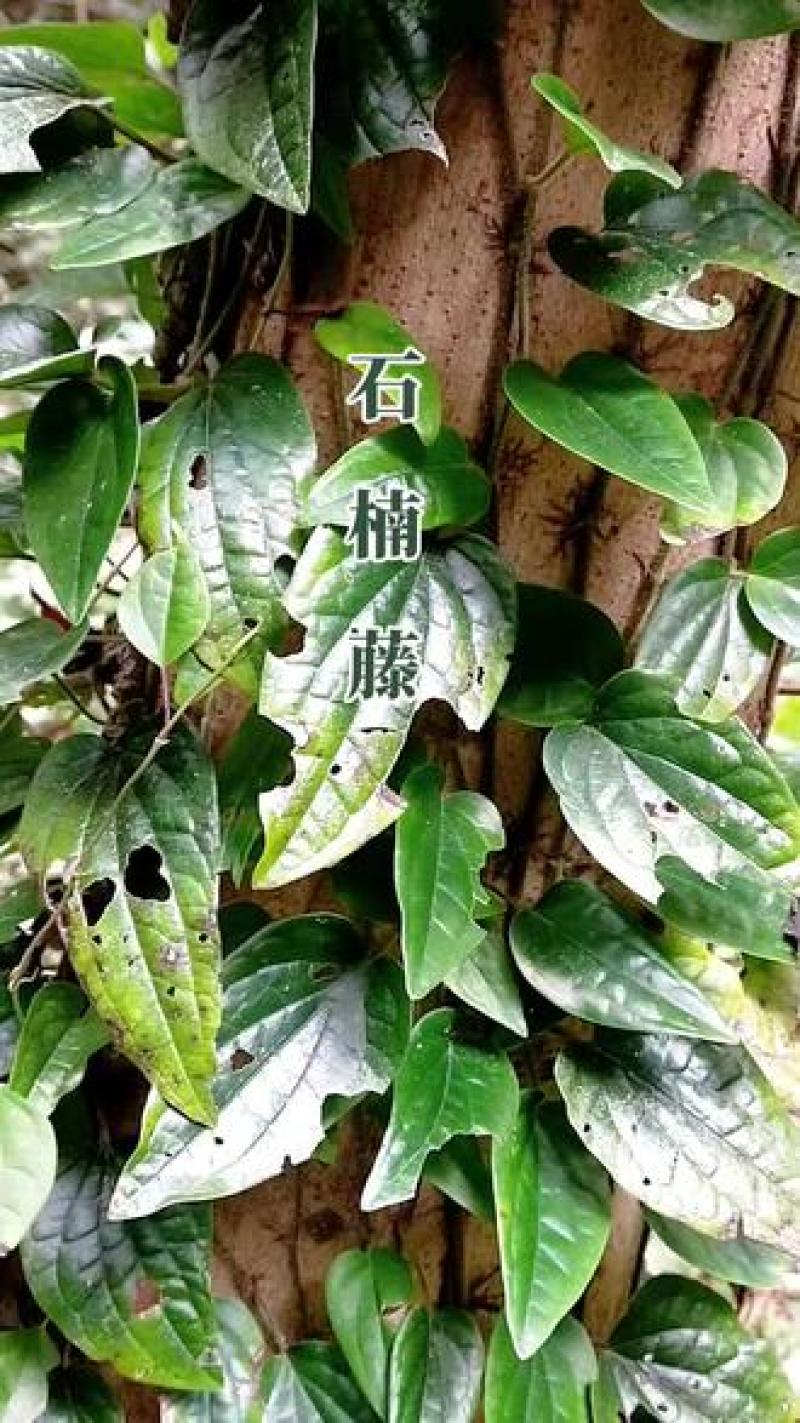 石楠藤（中药材）野生干货，质优价廉，欢迎来电洽谈