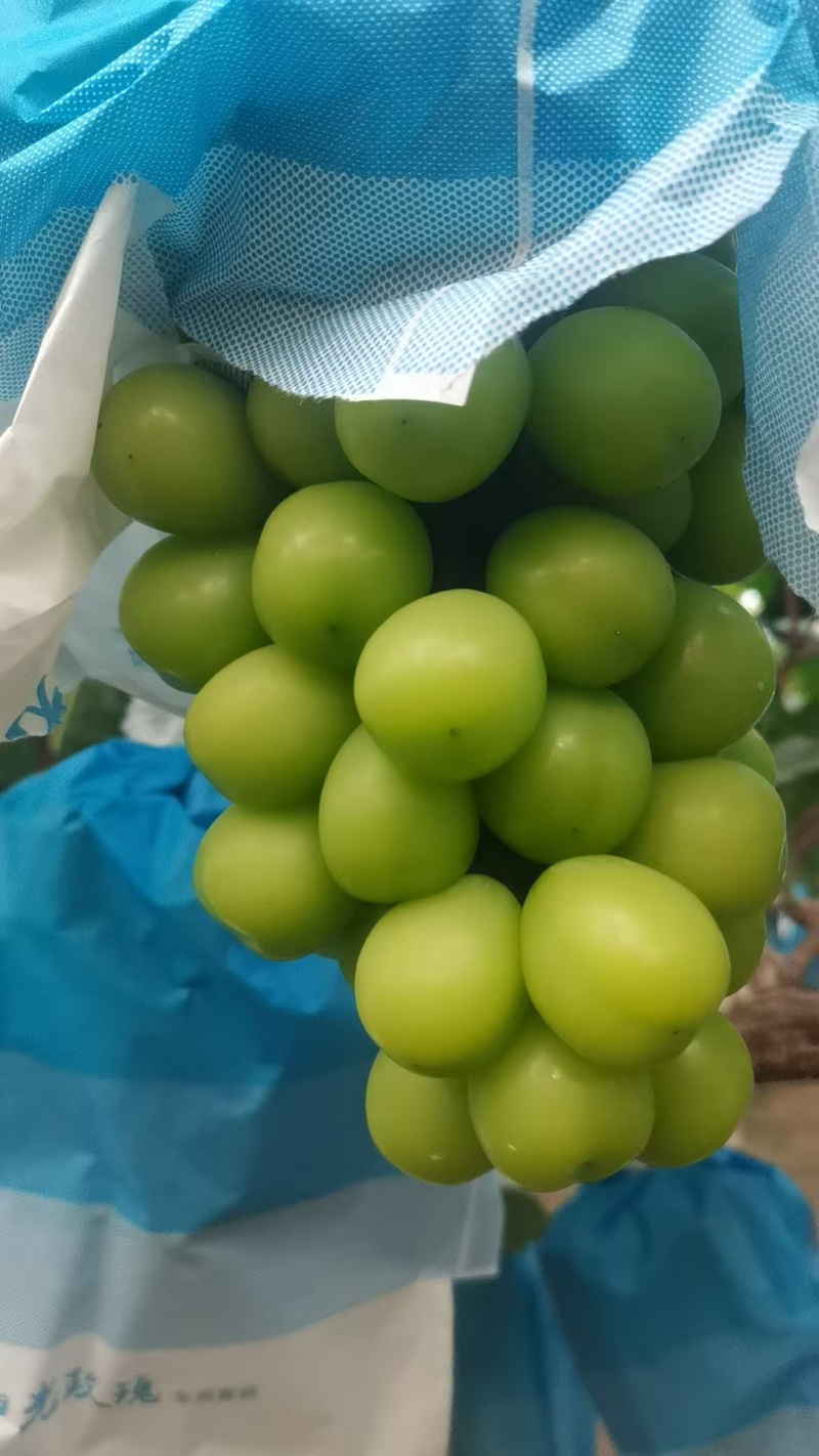 饶阳阳光玫瑰产区大量现货有需要的可以联系我