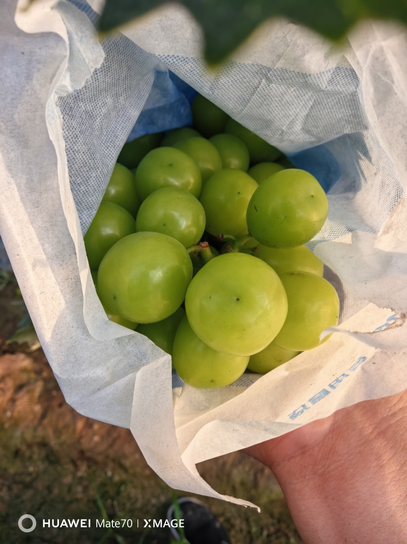 饶阳阳光玫瑰产区大量现货有需要的可以联系我