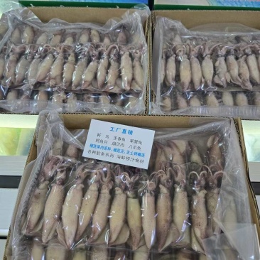 捞汁小海鲜食材小籽乌0.5毛钱左右一条加州原