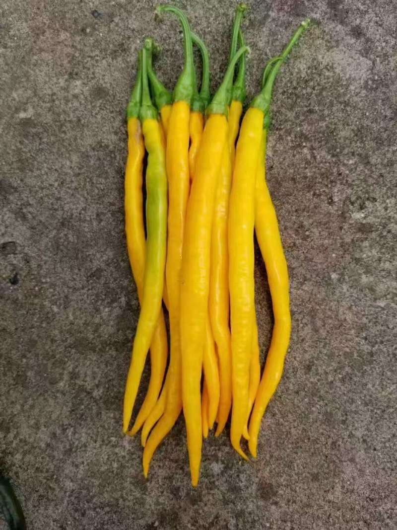 贵州黄贡椒