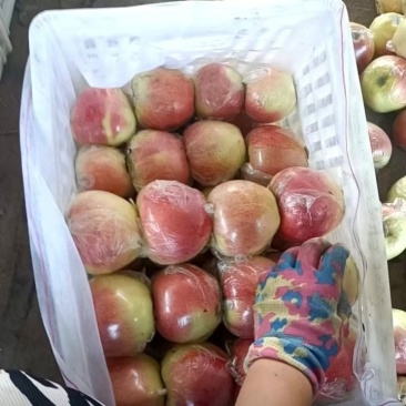 河北唐山美八大量上市大小车都有货源充足，有需要的老板联系