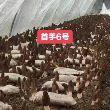 首手6号(六妹系列)