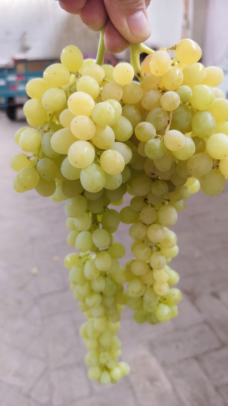 无核白鲜葡萄