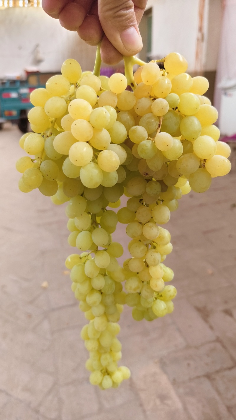 无核白鲜葡萄