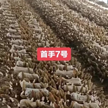 首手7号(七妹系列)