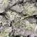 首手7号(七妹系列)