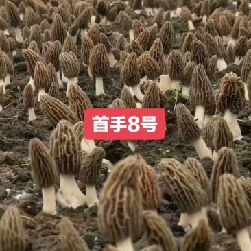 首手8号(七妹系列)