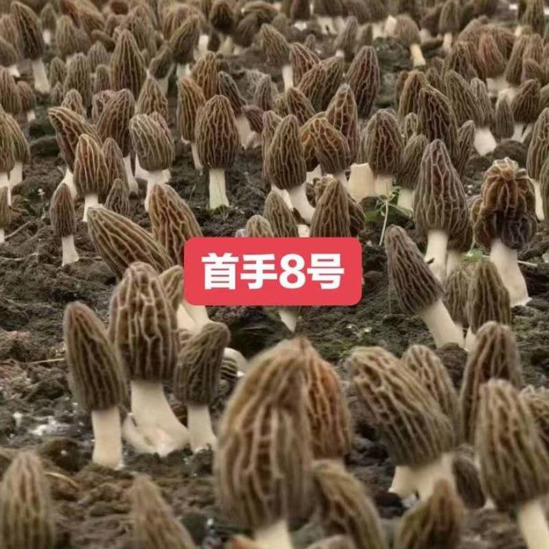 首手8号(七妹系列)