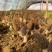 首手8号(七妹系列)