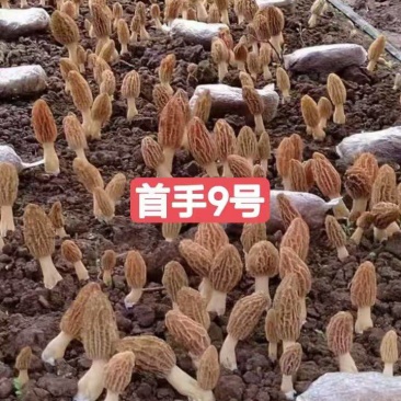 首手9号(黄色系七妹系列)