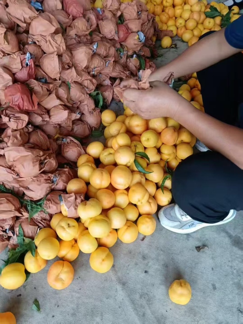 山东黄油桃大量供应现摘现发新鲜脆口可视频看货欢迎咨询