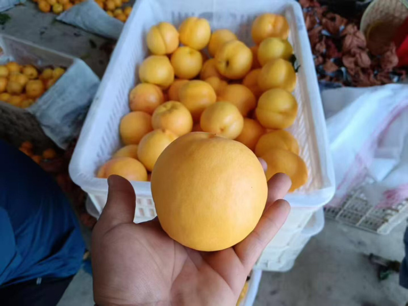 山东黄油桃大量供应现摘现发新鲜脆口可视频看货欢迎咨询