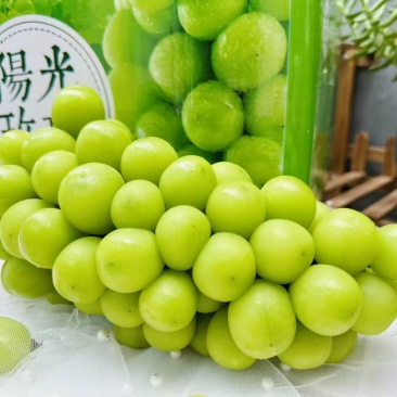 精品【葡萄】阳光玫瑰品质保证个头均匀包熟包甜质优价廉