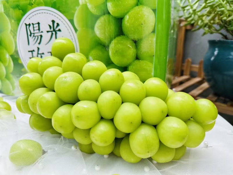 精品【葡萄】阳光玫瑰品质保证个头均匀包熟包甜质优价廉