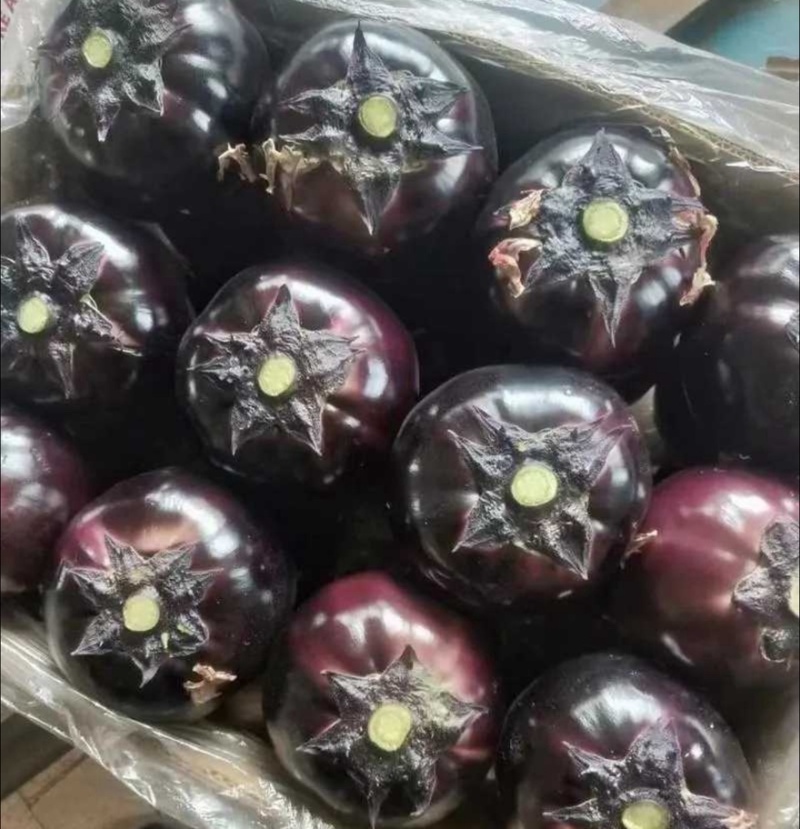 圆茄紫光圆茄山东寿光精品茄子产地直销可对接各大电商平台