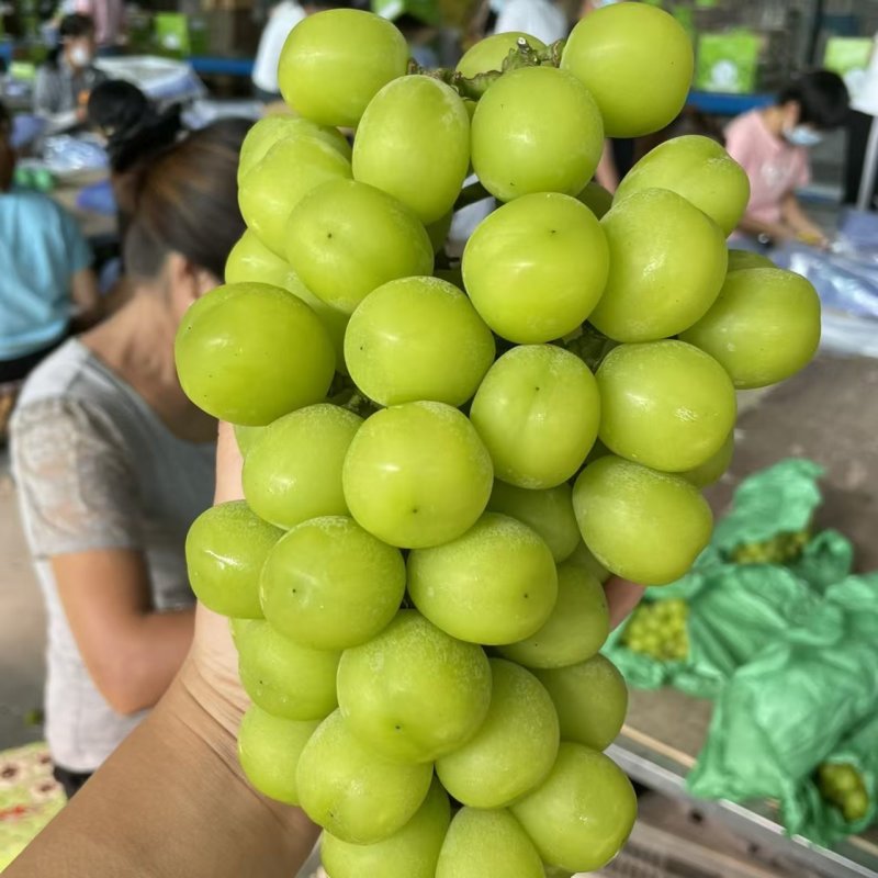 精品【葡萄】阳光玫瑰品质保证个头均匀包熟包甜质优价廉