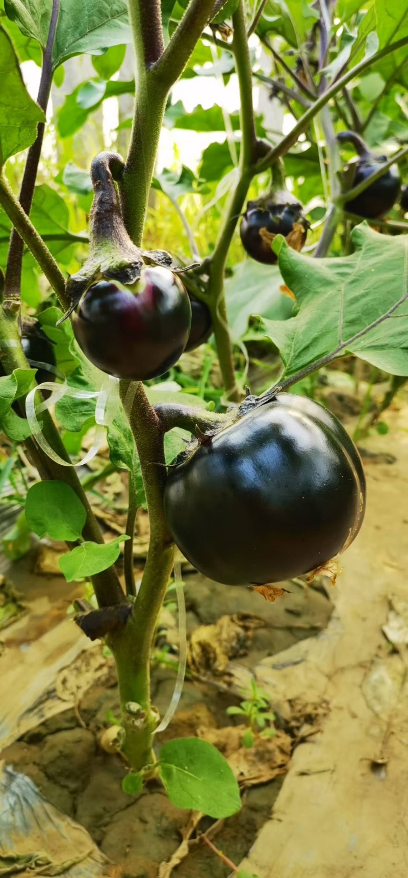 圆茄紫光圆茄山东寿光精品茄子产地直销可对接各大电商平台