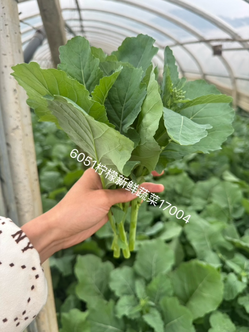 板蓝根青菜又名板小青基地直发冷库市场批发